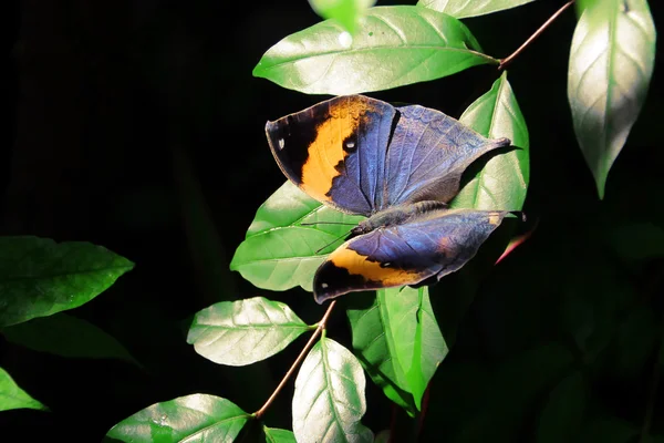 Smuk sommerfugl - Stock-foto