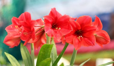 Amaryllis clipart