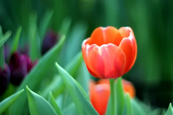 Tulips — Stock Photo, Image