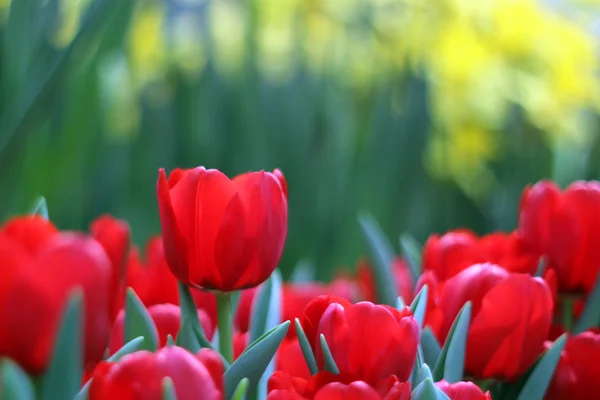 Tulips — Stock Photo, Image