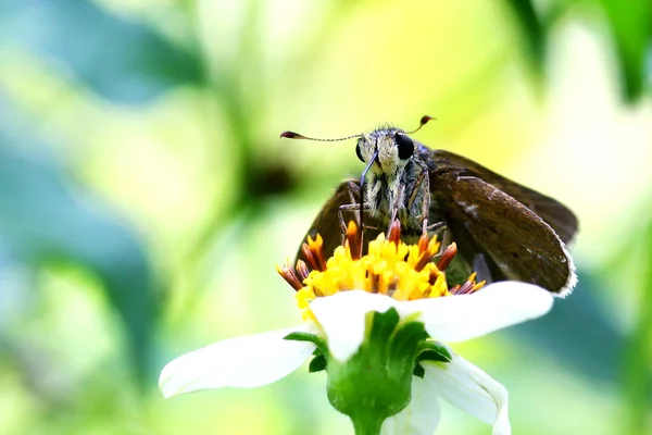 Butterfly — Stock Photo, Image