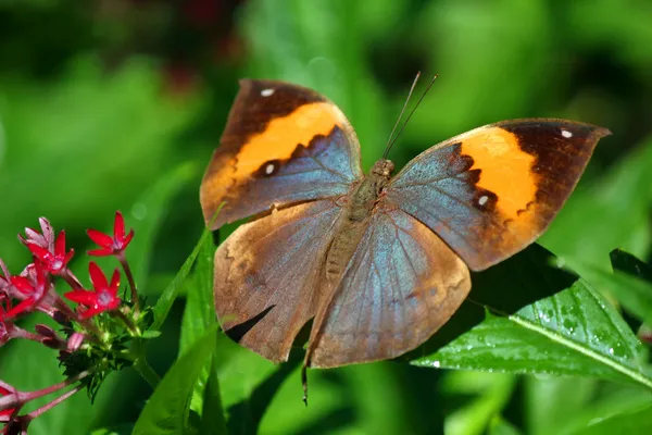 Schmetterling — Stockfoto