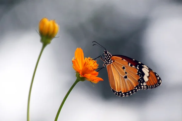 Mariposa. — Foto de Stock