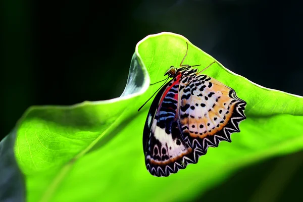 Butterfly — Stock Photo, Image