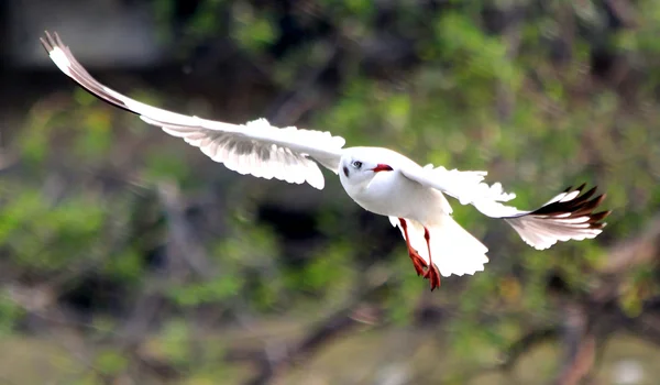 Uçan martı — Stok fotoğraf