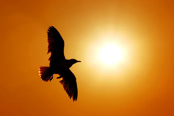 Sylwetka Seagull — Zdjęcie stockowe