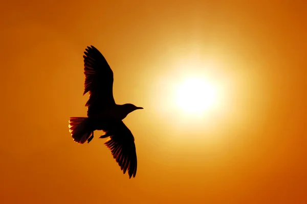 Silueta de gaviota — Foto de Stock