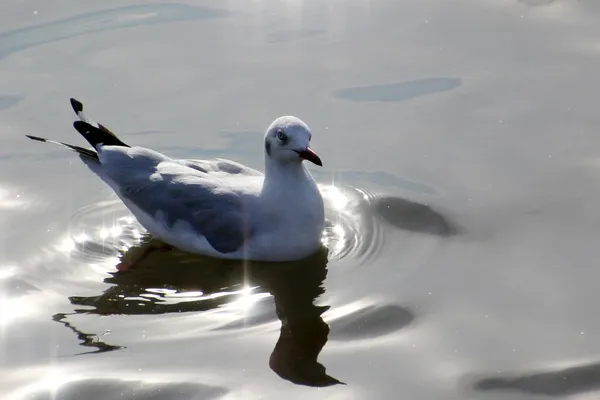 Seagull — Stock Photo, Image