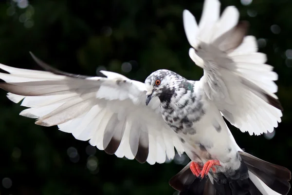 Uçan güvercin — Stok fotoğraf