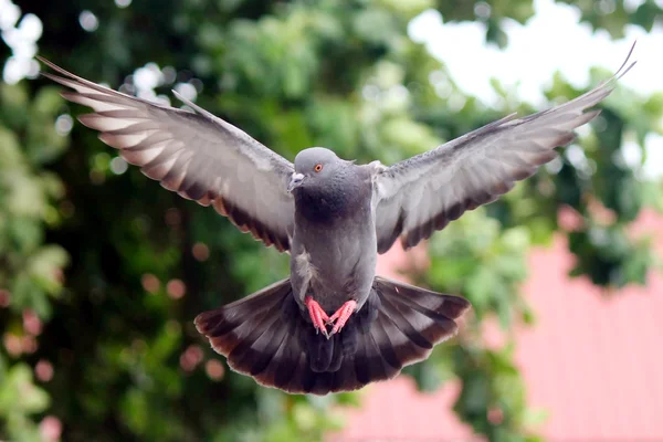 Gołąbek latający — Zdjęcie stockowe