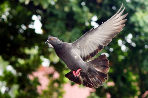 Fliegende Taube — Stockfoto