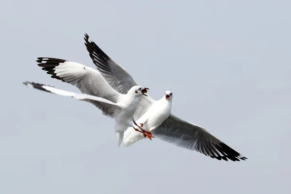 Möwe — Stockfoto