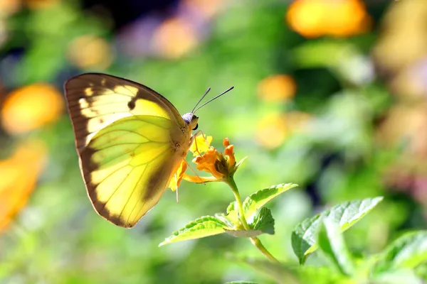 Butterfly — Stock Photo, Image