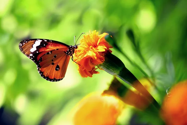 Mariposa. — Foto de Stock