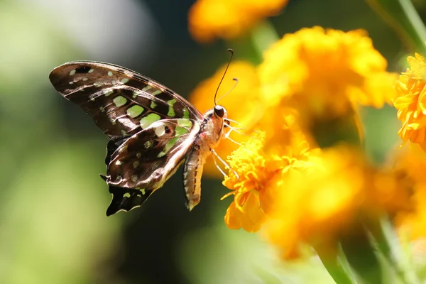 Borboleta — Fotografia de Stock