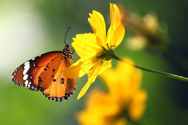 Borboleta — Fotografia de Stock