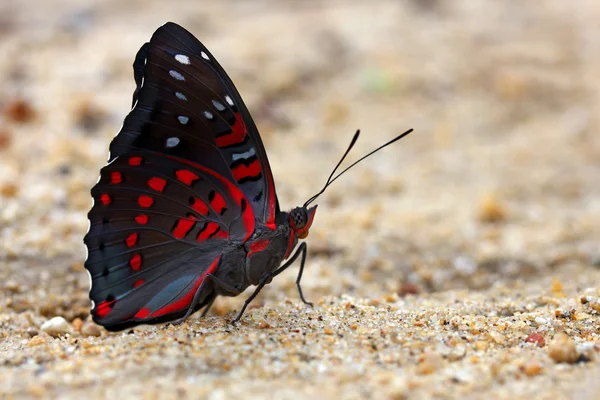 Kelebek — Stok fotoğraf