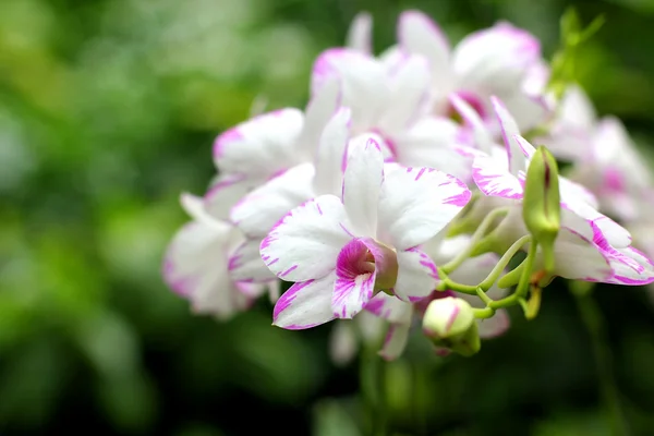 Orchidea — Foto Stock