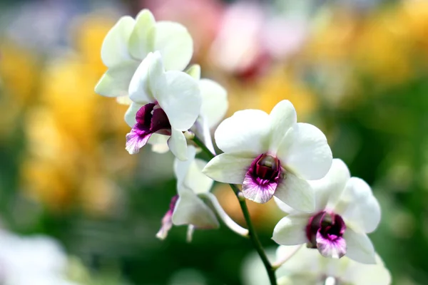 Orchidee — Stockfoto