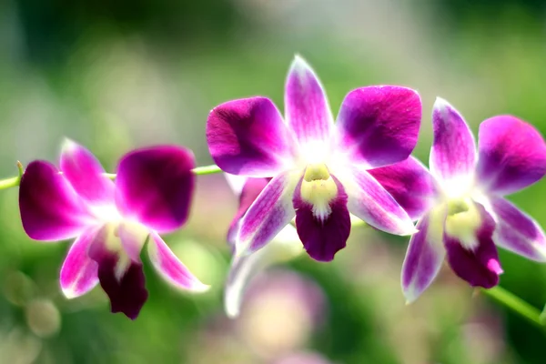 Orchidea — Foto Stock