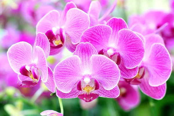 Orchidee — Stockfoto