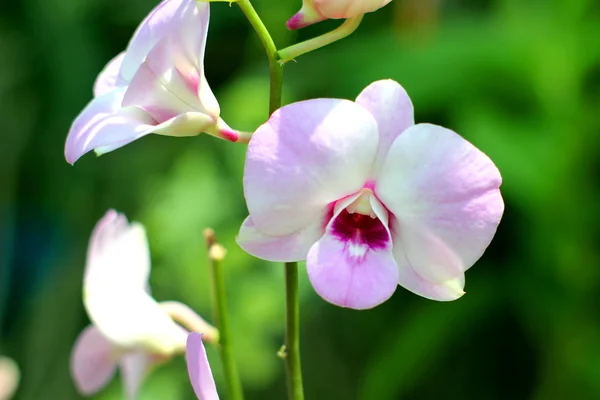 Orchidee — Stockfoto