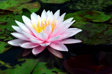 Lotus çiçeği.