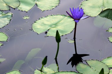 Lotus çiçeği.