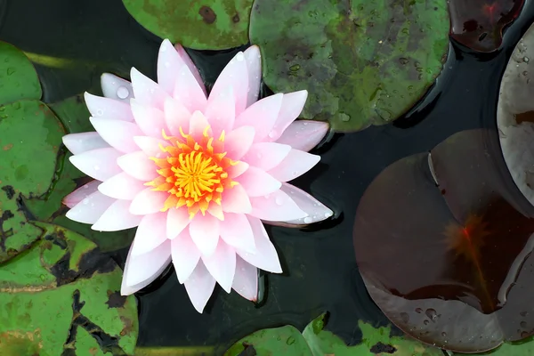 蓮の花 — ストック写真