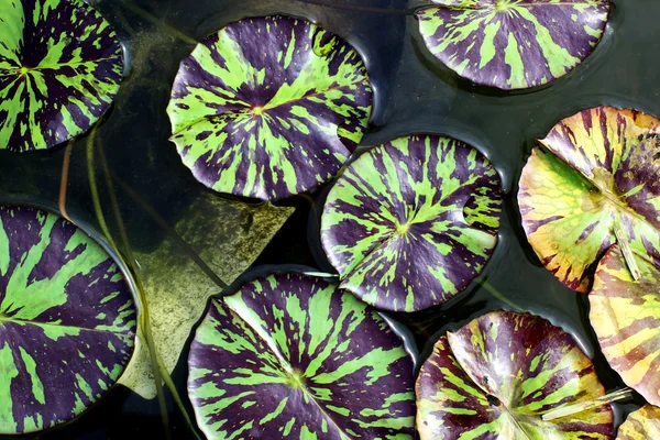 Blad av lotusblomma — Stockfoto