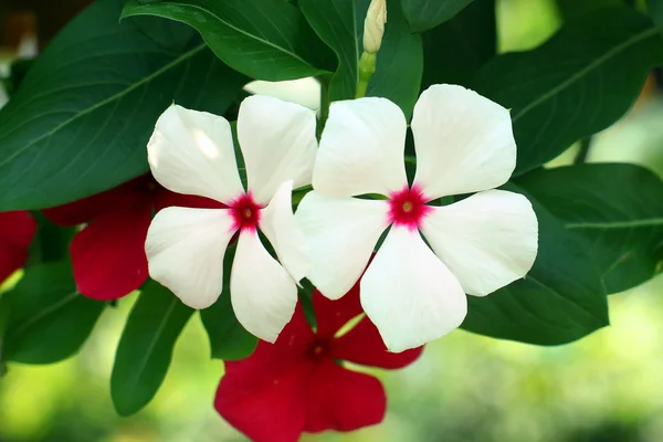 Flor — Fotografia de Stock