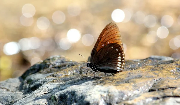 Borboleta — Fotografia de Stock