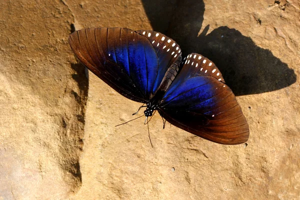 Borboleta — Fotografia de Stock