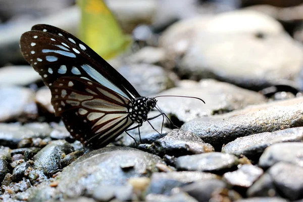 Butterfly — Stock Photo, Image