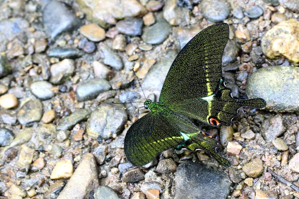 Schmetterling — Stockfoto