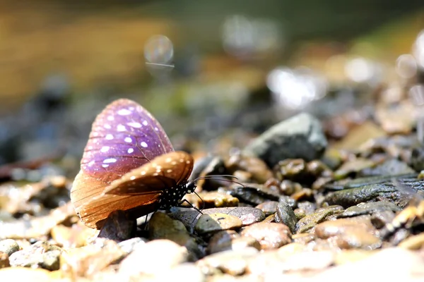 Borboleta — Fotografia de Stock