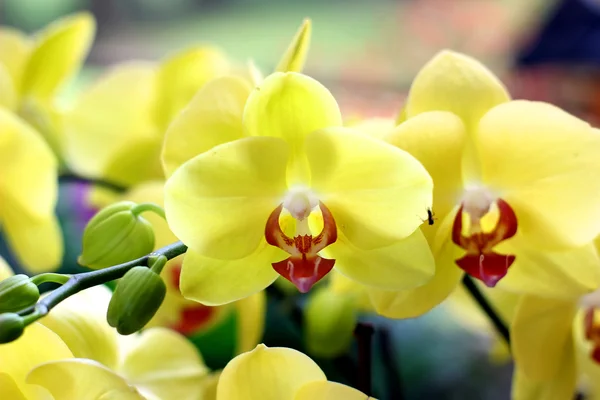 Orchidee — Stockfoto