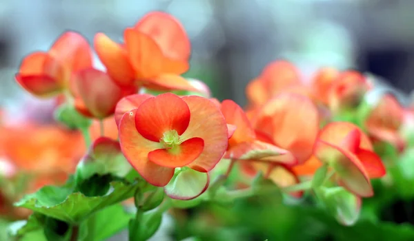 Flor — Fotografia de Stock