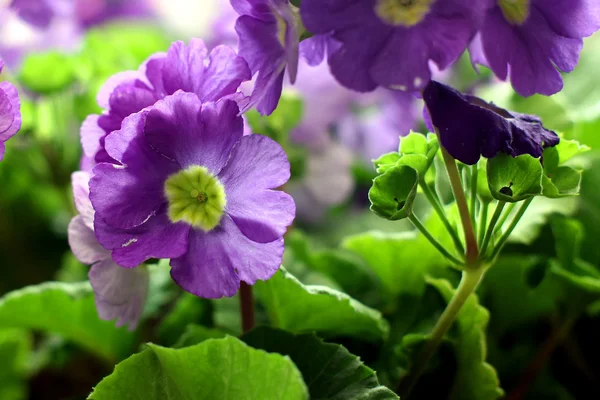 Flor — Foto de Stock