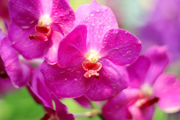 Orchidea — Foto Stock