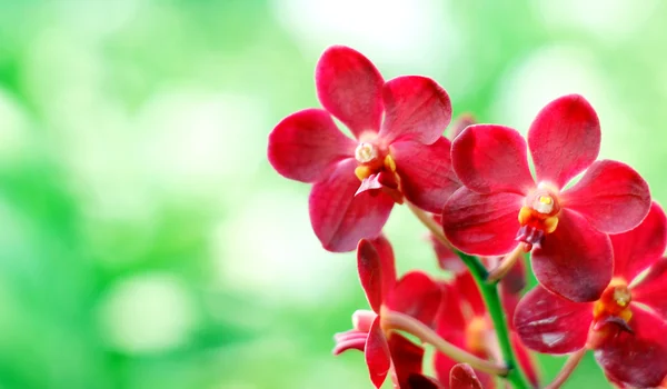 Orchid — Stock Photo, Image