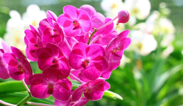 Orchid — Stock Photo, Image