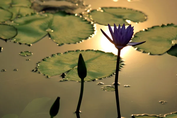 Flor de lótus — Fotografia de Stock