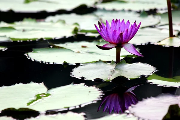 Flor de lótus — Fotografia de Stock