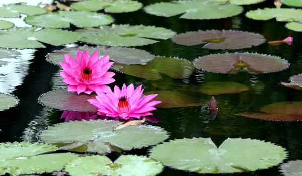 Flor de lótus — Fotografia de Stock