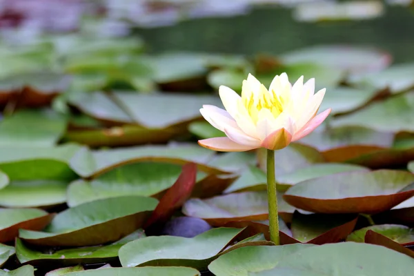 Lotusblüte — Stockfoto