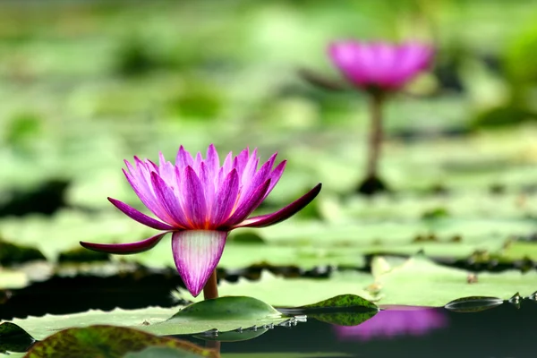 Flor de loto púrpura — Foto de Stock