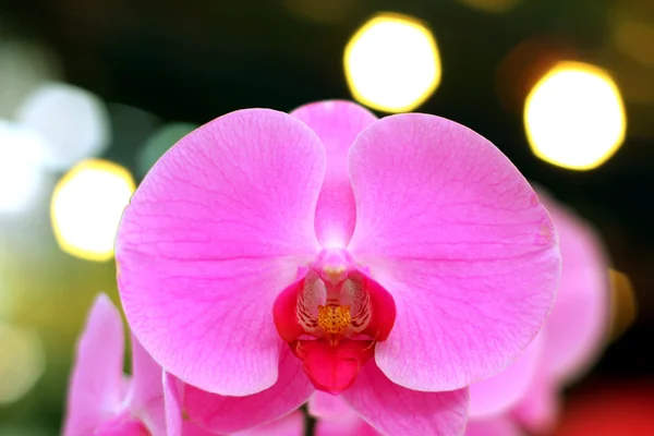 Orchidea — Foto Stock