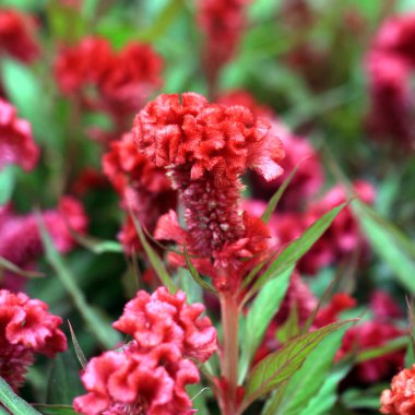 güzel tüylü cockscomb