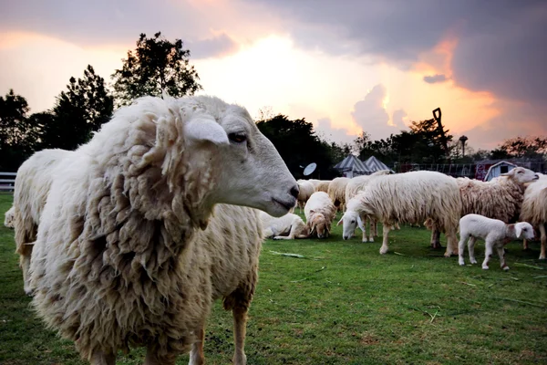 Lamb — Stock Photo, Image